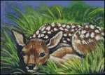 (image for) Roe Deer Fawn